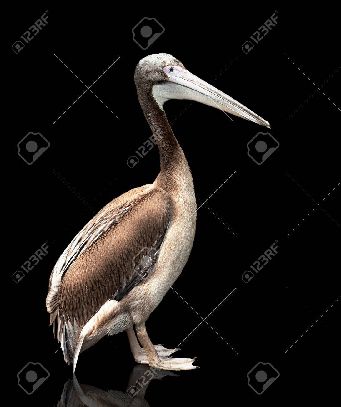 Pajaro De Bebe De Un Pelicano Aislado En El Fondo Negro Fotos Retratos Imagenes Y Fotografia De Archivo Libres De Derecho Image