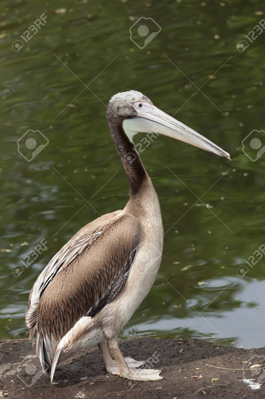 Pajaro De Bebe De Un Pelicano En La Arena Fotos Retratos Imagenes Y Fotografia De Archivo Libres De Derecho Image
