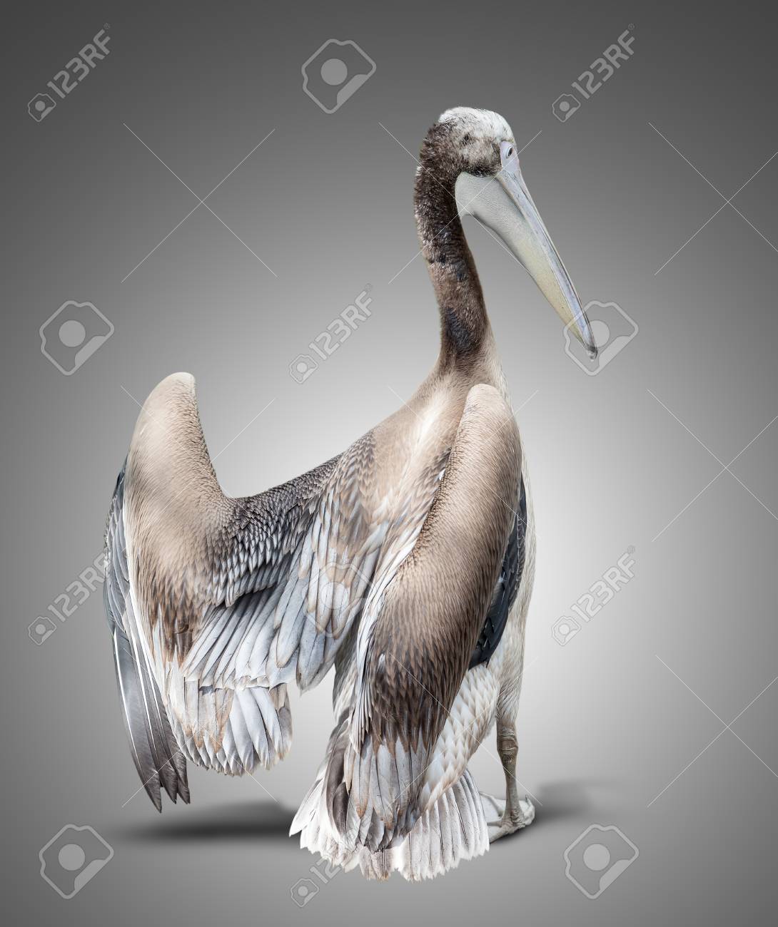 Pajaro De Bebe De Un Pelicano En Gris Fotos Retratos Imagenes Y Fotografia De Archivo Libres De Derecho Image