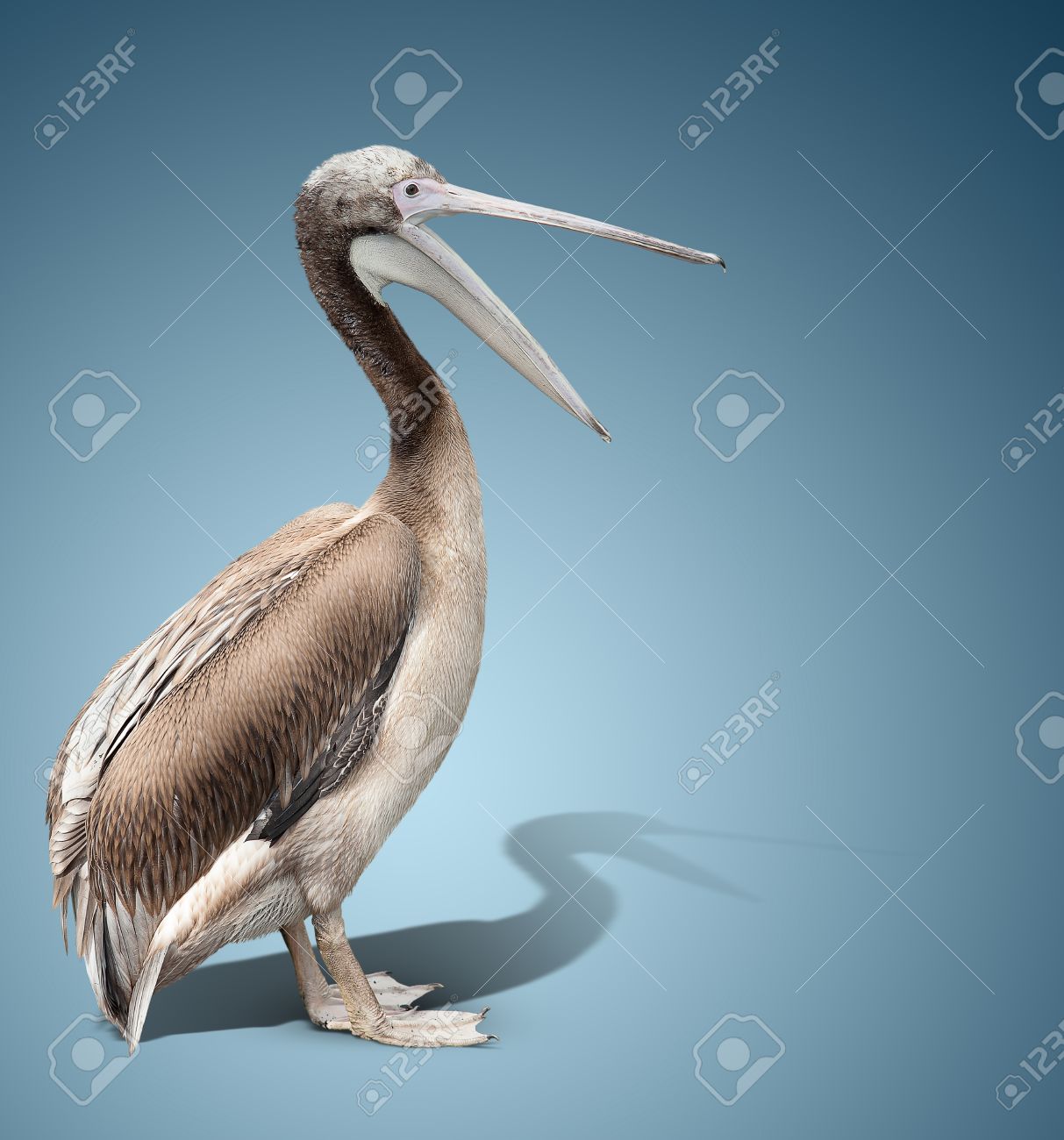 Pajaro De Bebe De Un Pelicano Sobre Fondo Azul El Pico Es Abierto Fotos Retratos Imagenes Y Fotografia De Archivo Libres De Derecho Image