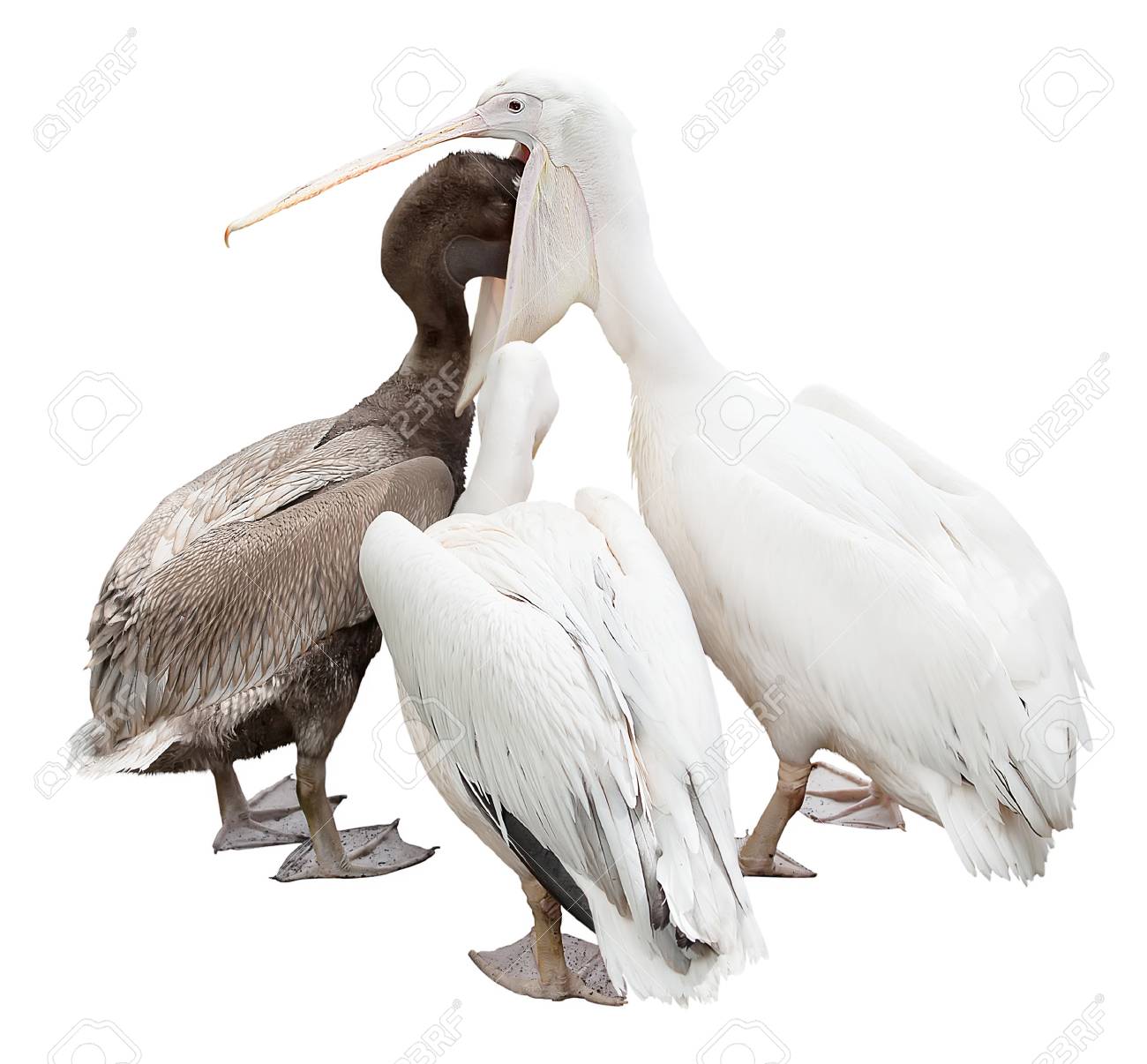 Tres Pelicanos Se Encuentran Aislados En Un Fondo Blanco Bebe La Alimentacion De Adultos Fotos Retratos Imagenes Y Fotografia De Archivo Libres De Derecho Image