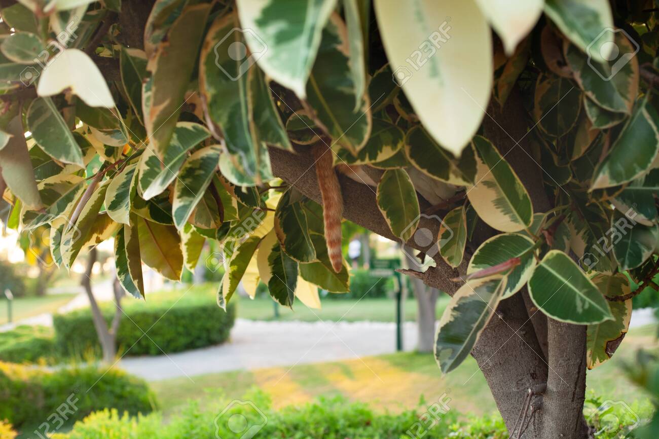 cat tree with leaves and branches