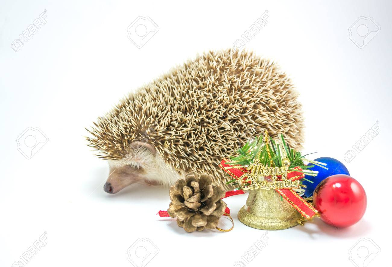 クリスマスの飾りの白いハリネズミの画像を分離します の写真素材 画像素材 Image