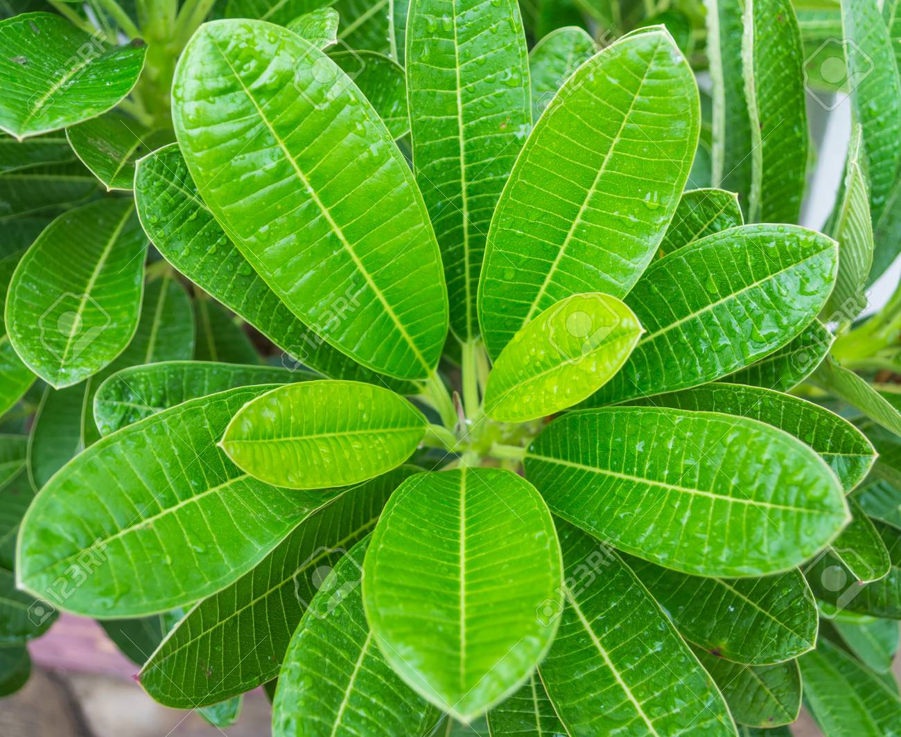 バック グラウンドの使用のための葉のたくさんのプルメリア撮影のショットを閉じる の写真素材 画像素材 Image