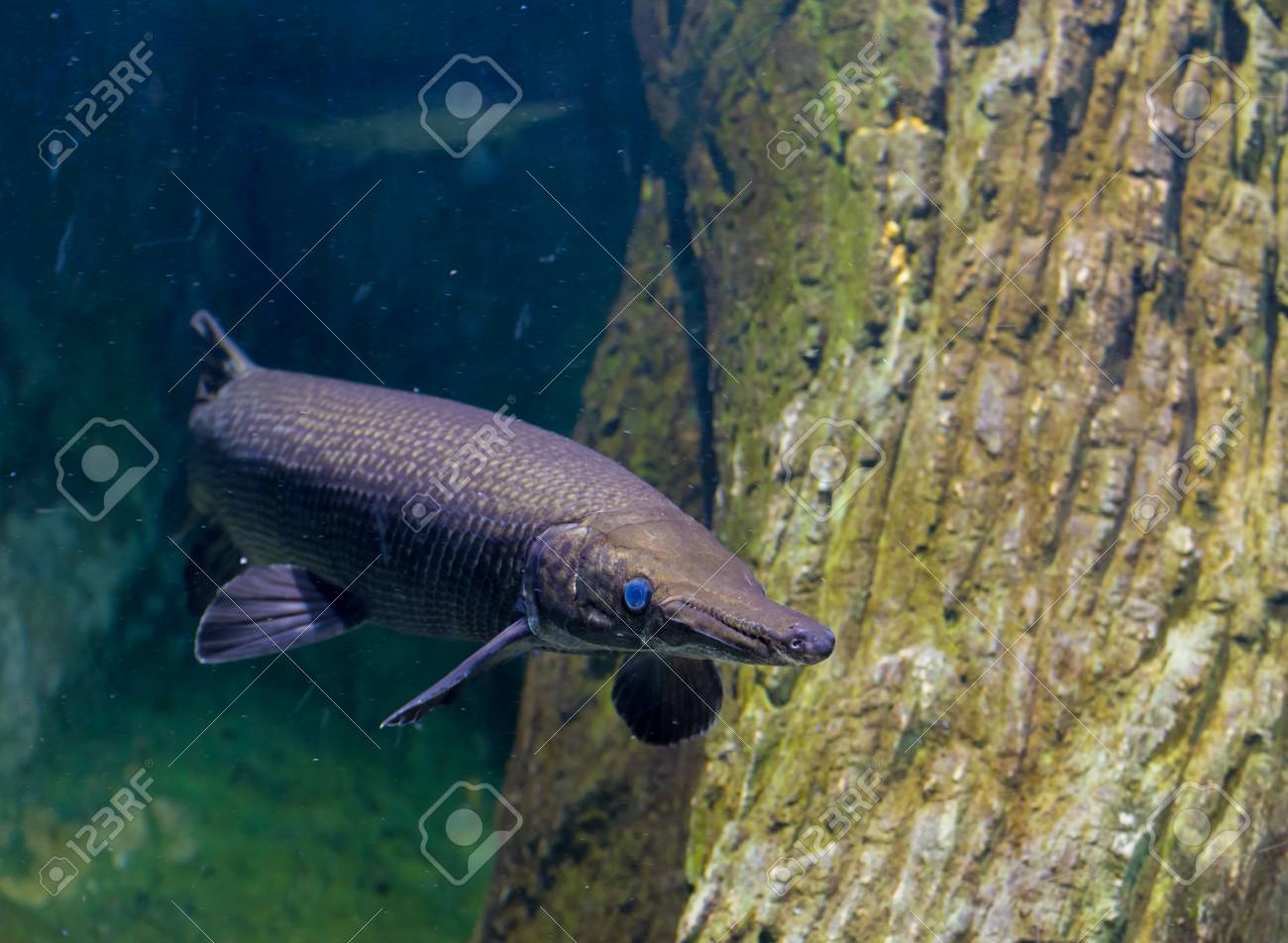 Picture Of A Gar Fish | Image Of Alligator Gar Fish In Aquarium Tank Stock Photo Picture Picture Of A Gar Fish | Image Of Alligator Gar Fish In Aquarium Tank Stock Photo Picture