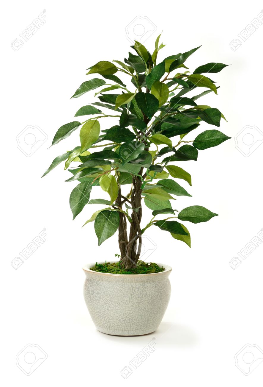 innenarchitektur für büromöbel steelcase standardbild studio bild von einer miniatur künstlichen baum in einem topf konzept für innenarchitektur oder büromöbel einsatz vor weißen von einer künstlichen in einem innenarchitektur für büromöbel steelcase standardbild studio bild von einer miniatur künstlichen baum in einem topf konzept für innenarchitektur oder büromöbel einsatz vor weißen von einer künstlichen in einem