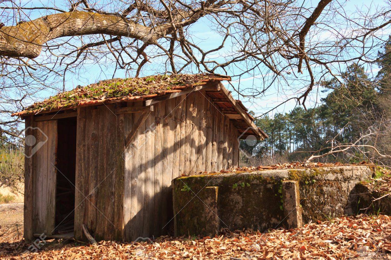 小さな木のシーンは森の廃屋 の写真素材 画像素材 Image
