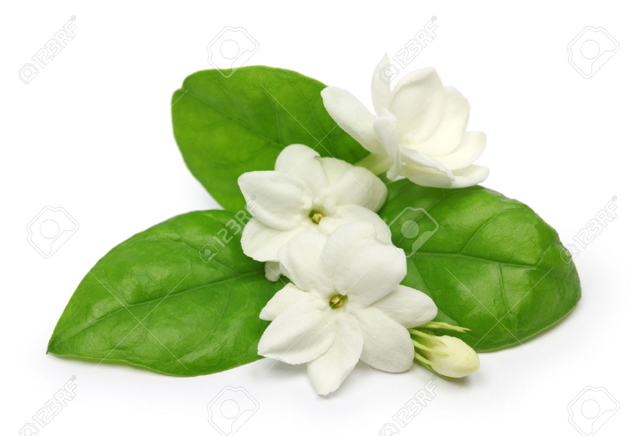 アラビアン ジャスミン マツリカ 花 葉 白い背景で隔離ジャスミン茶の花 の写真素材 画像素材 Image