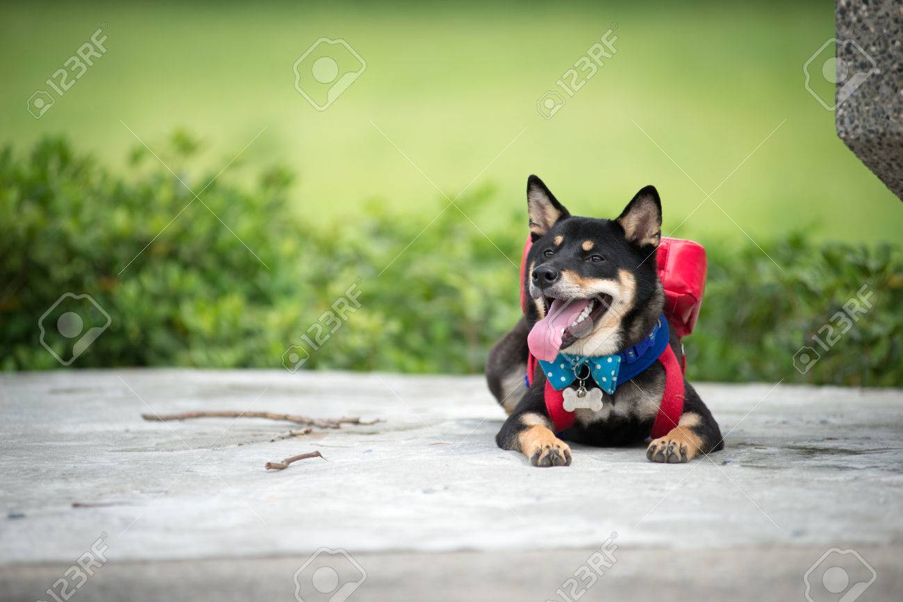 etiam-dictum-ipsum-a-felis