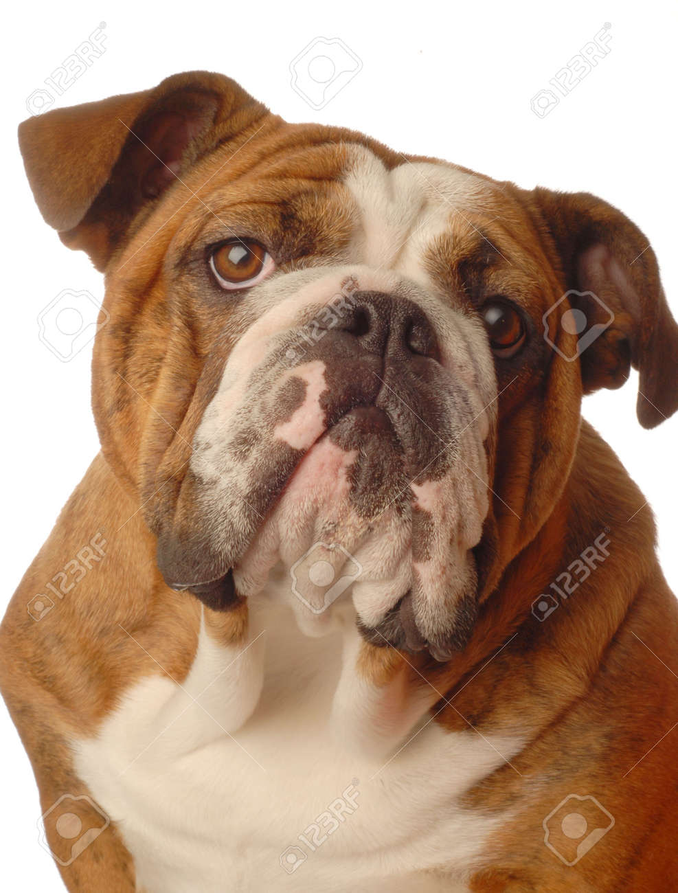 champion bloodline bulldogs