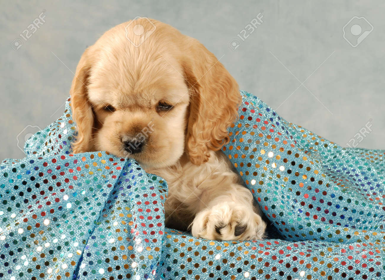 cocker spaniel puppies playing