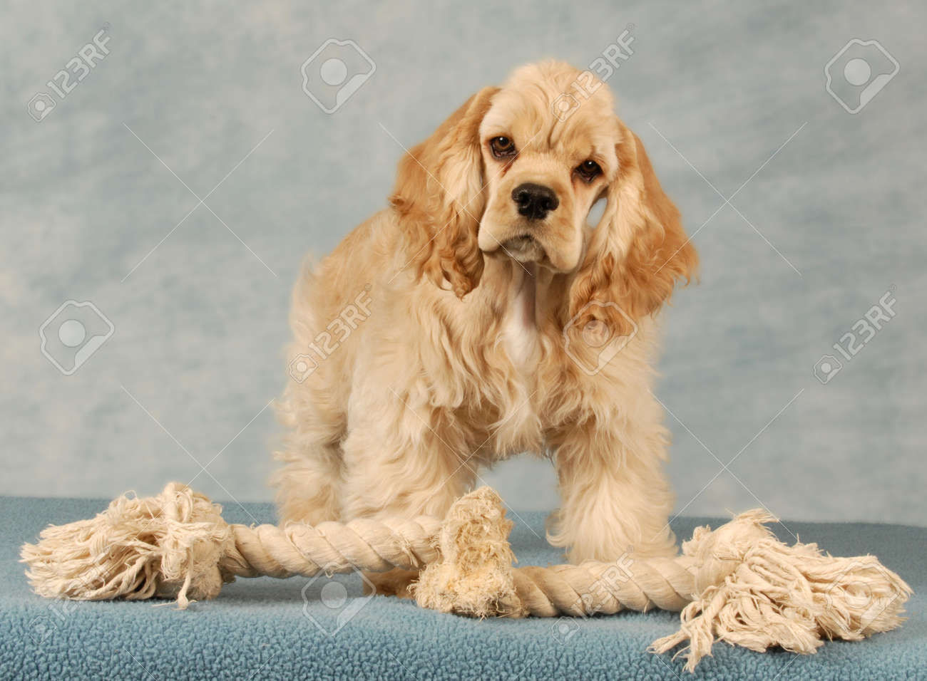 Cocker Spaniel Puppy Playing With Tug 