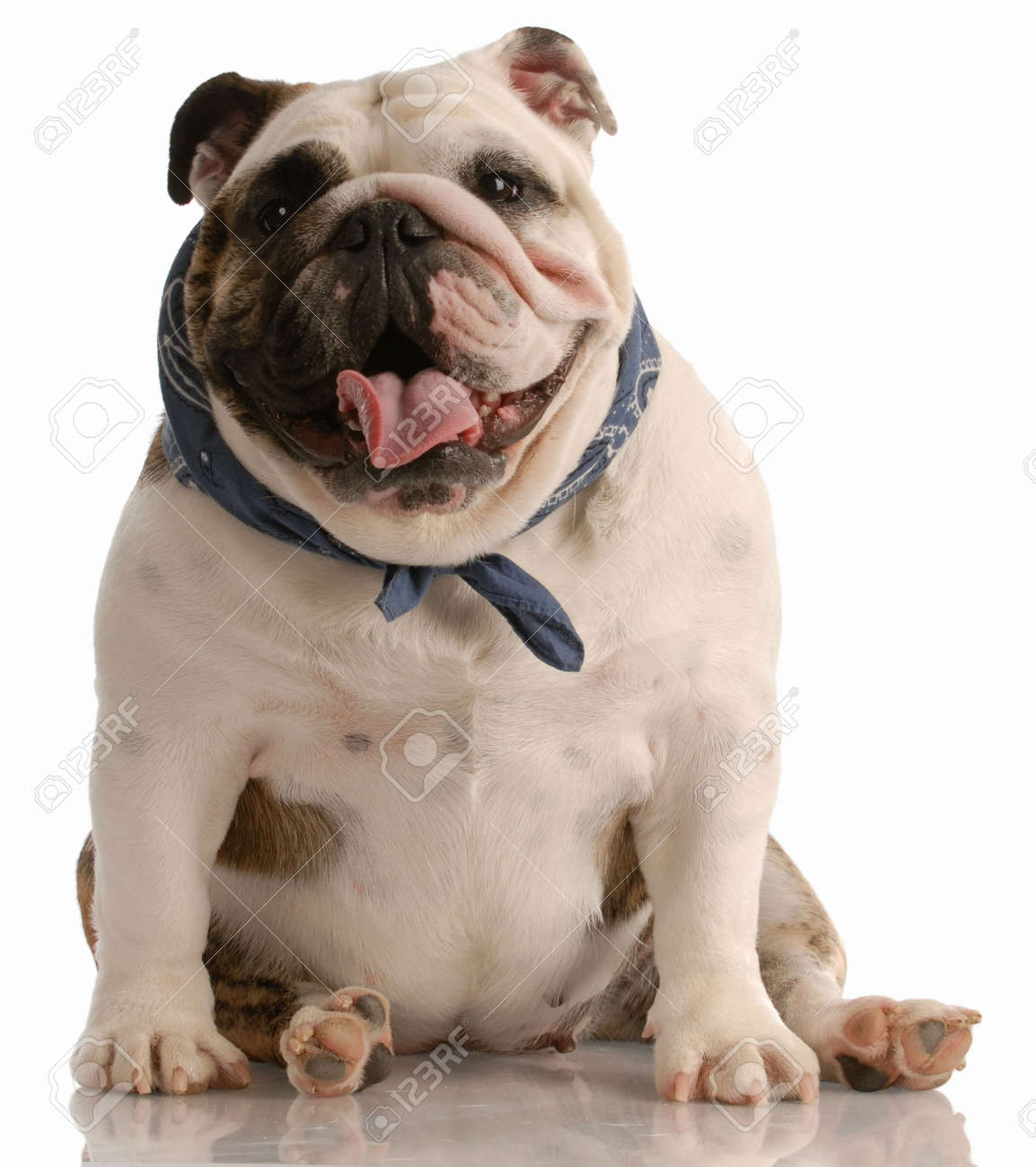 English bulldog scarf Clearance