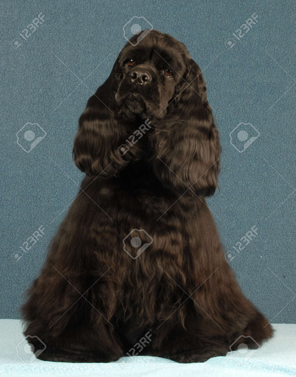 black american cocker spaniel