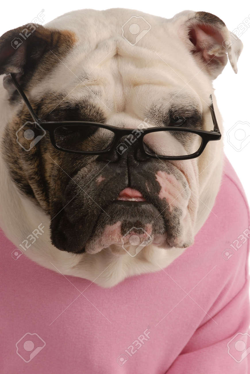 bulldog with glasses