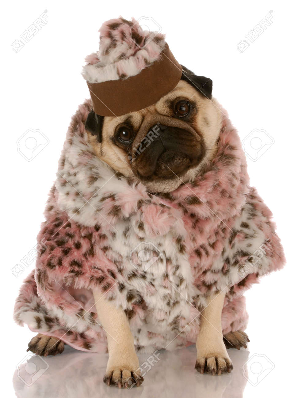pug coat