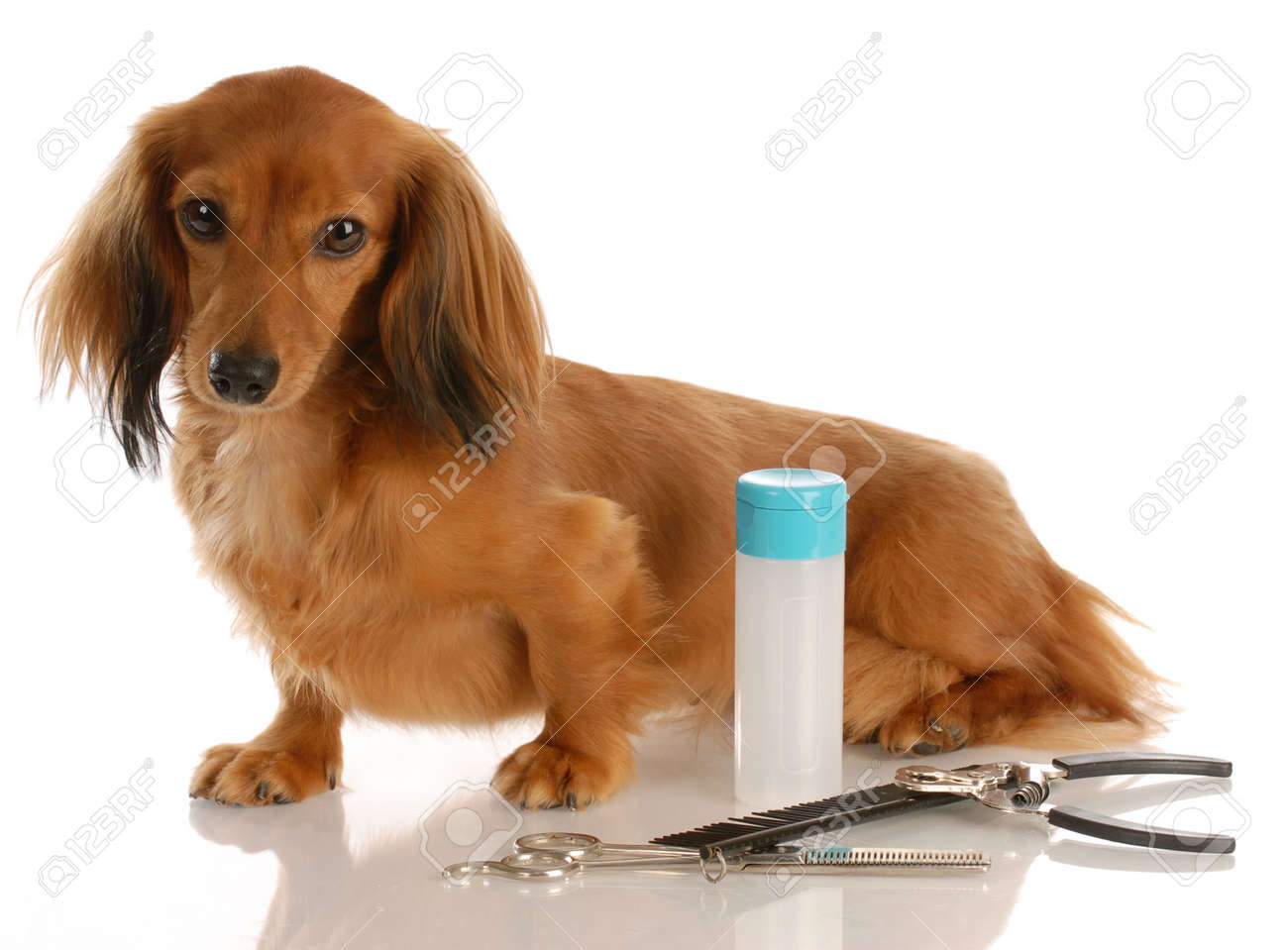 犬グルーミング毛づくろいグルーミングのそばに座ってミニチュア長い髪のダックスフント供給します の写真素材 画像素材 Image