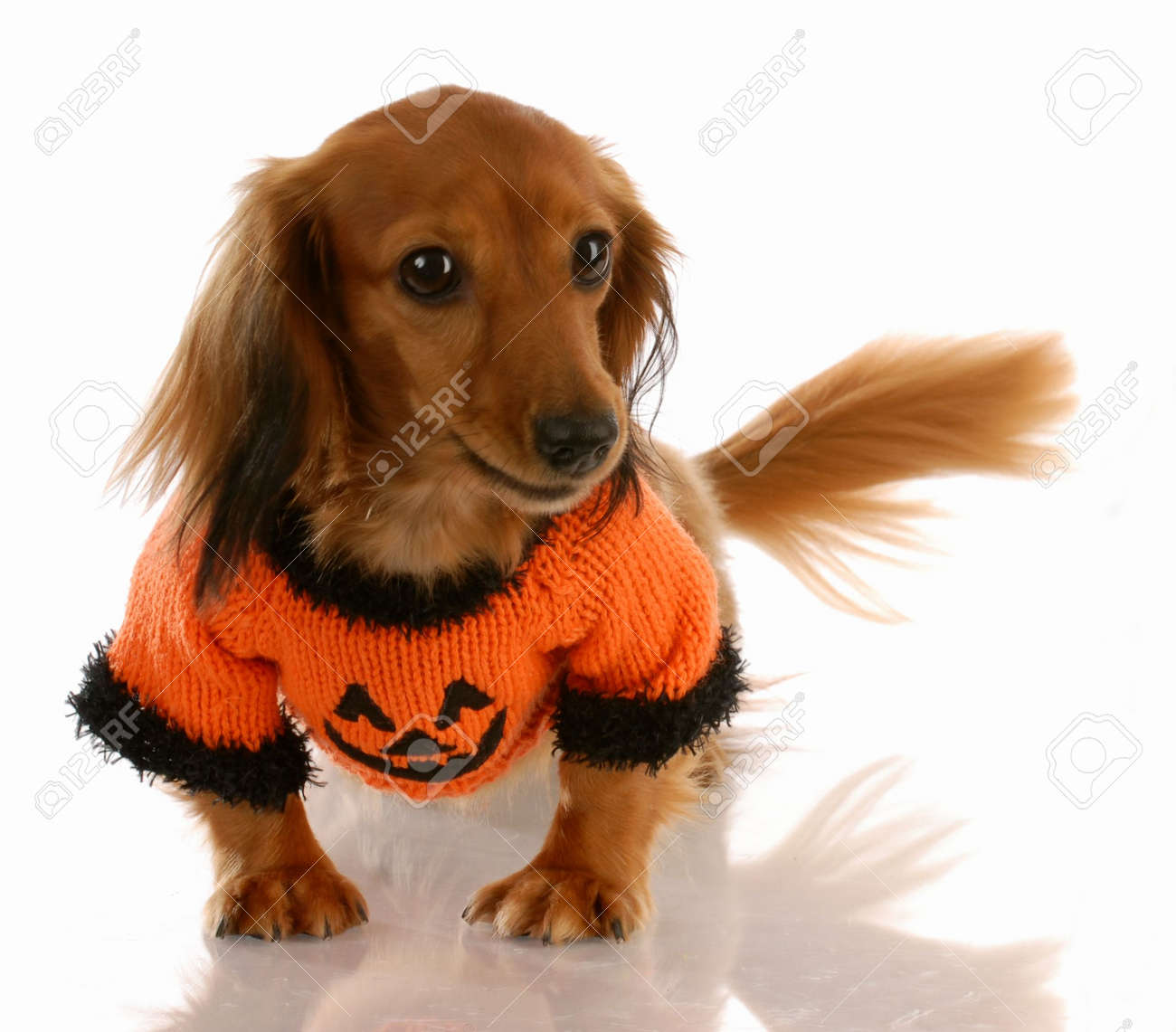 dachshund dressed up