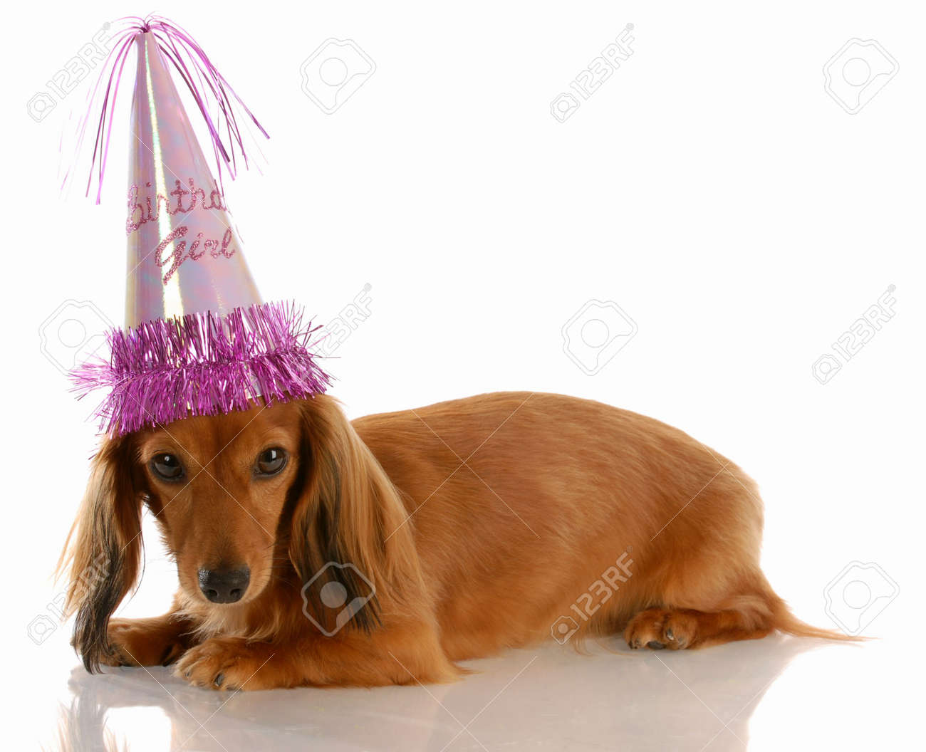 miniature long haired dachshund dog wearing birthday girl hat stock