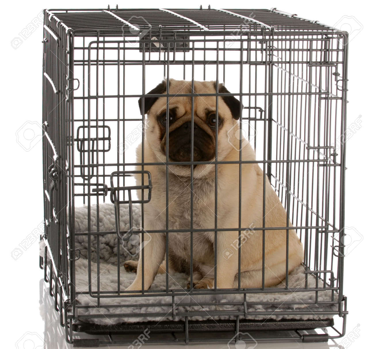 pug dog cage