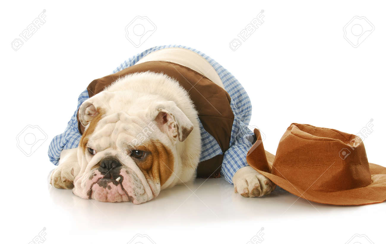 piuttosto carino prodotto caldo nuovi stili Immagini Stock - English Bulldog Indossare Camicia Cowboy ... piuttosto carino prodotto caldo nuovi stili Immagini Stock - English Bulldog Indossare Camicia Cowboy ...