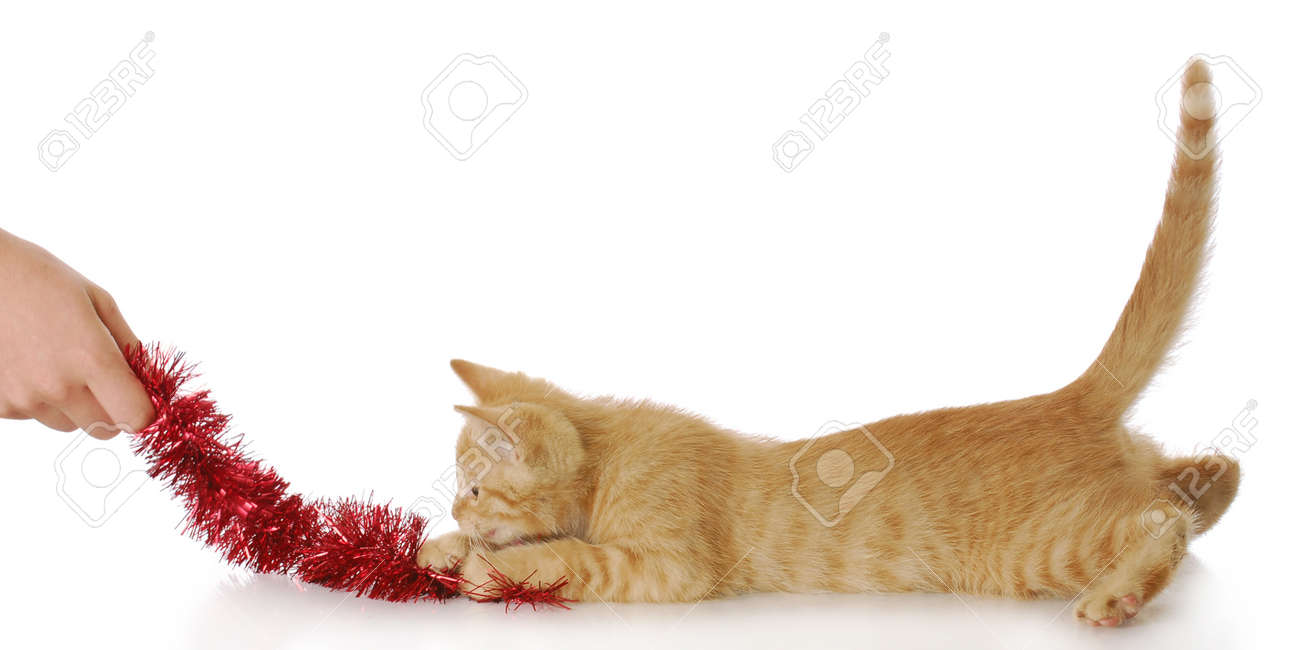 cat hand toy