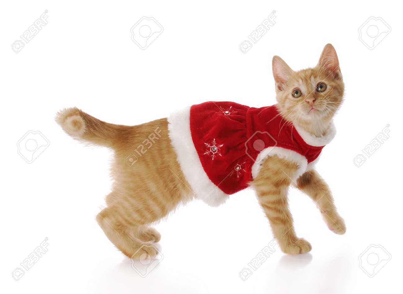 cat dress christmas