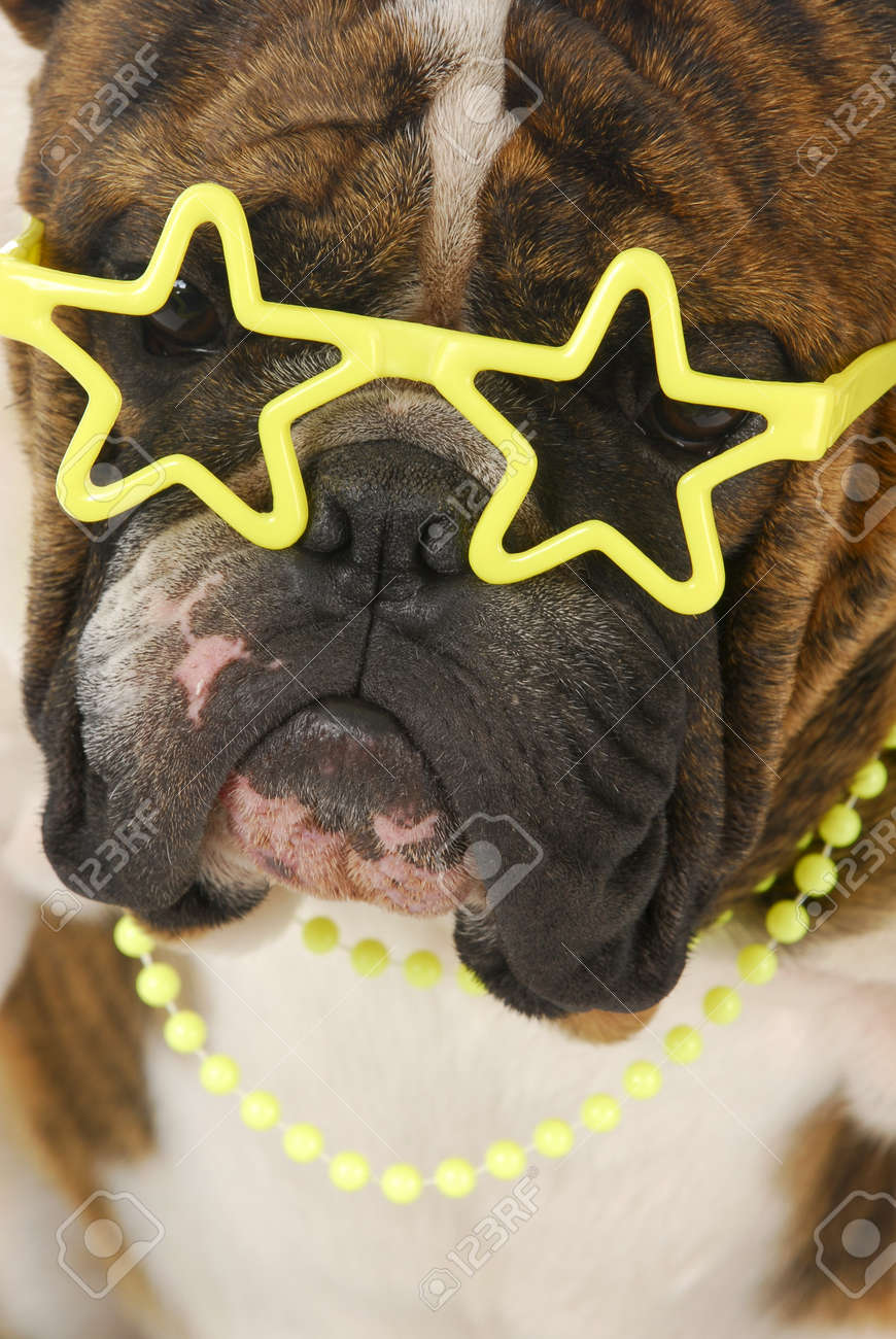 Bulldog Ingles Usan Gafas Estrellas Con Perlas De Amarillos De Coincidencia Fotos Retratos Imagenes Y Fotografia De Archivo Libres De Derecho Image 7663872
