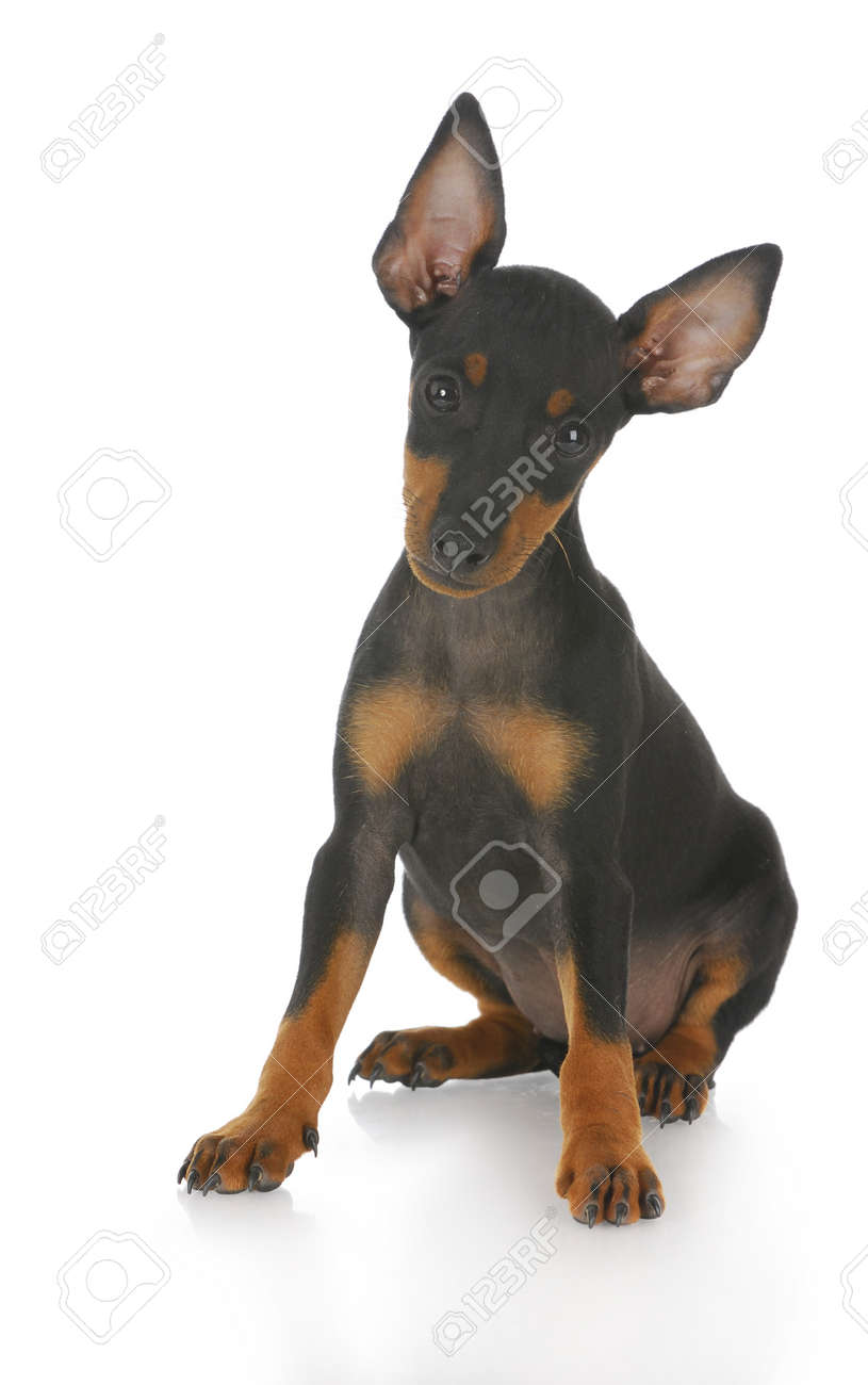 Toy Manchester Terrier Puppy Sitting With Reflection On White Background Stock Photo Picture And Royalty Free Image Image 7698624