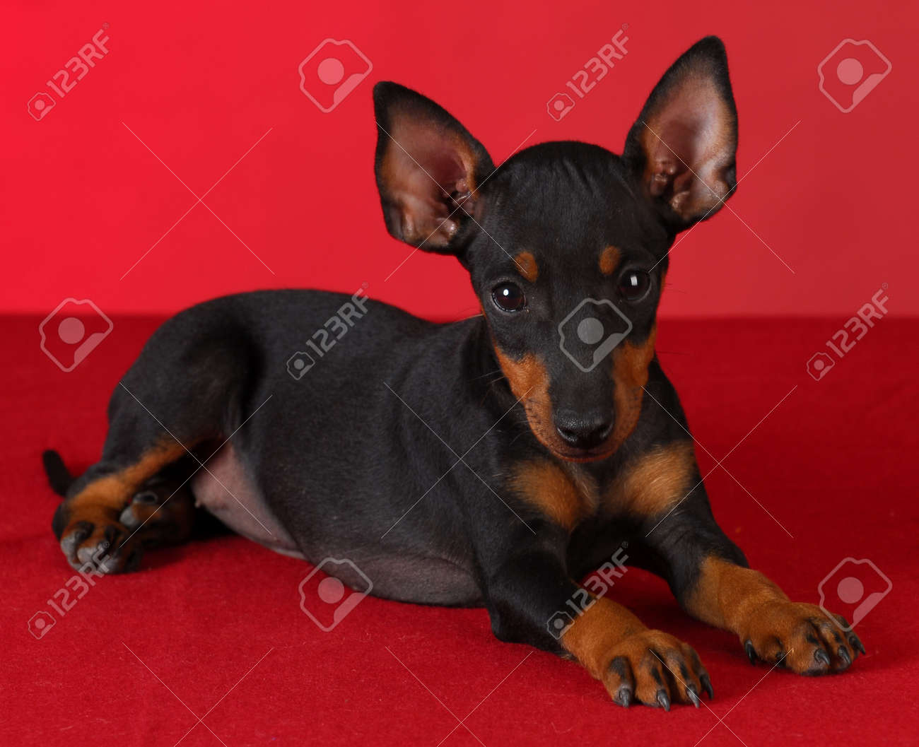manchester terrier puppy