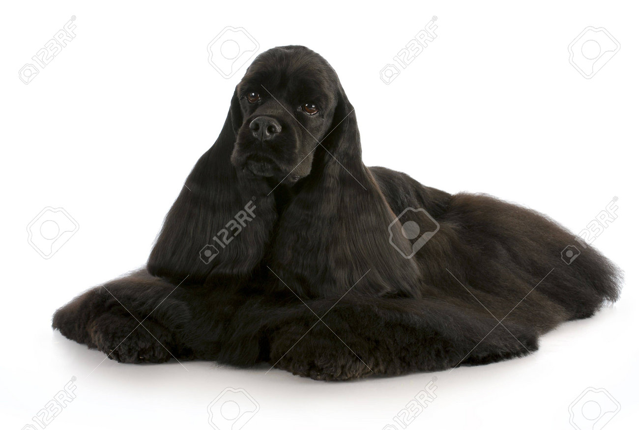 black american cocker spaniel