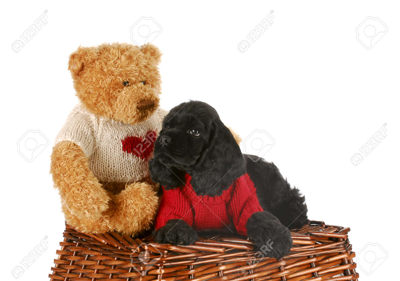 teddy bear cocker spaniel