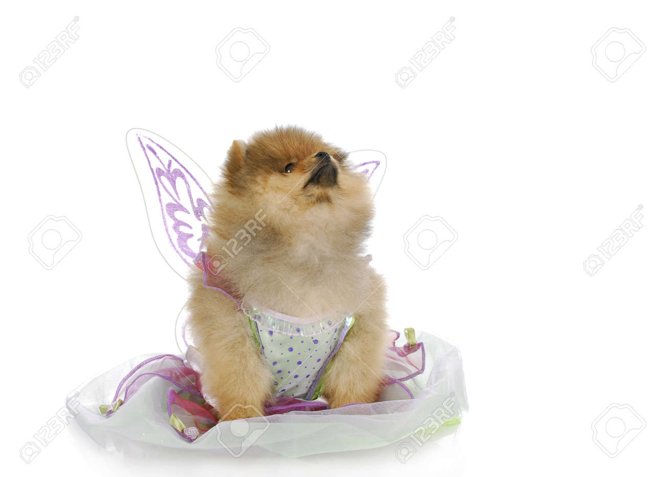 dressed up pomeranian