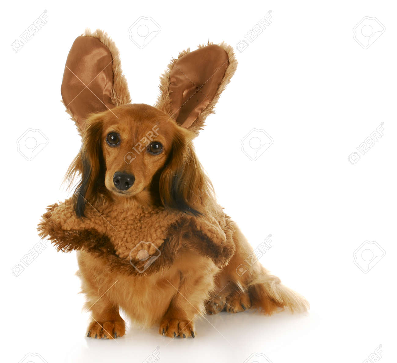 adorable dachshund puppies