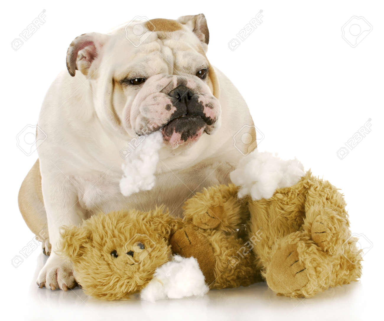 English Bulldog Ripping Apart Stuffed Animal With Reflection - English Bulldog Ripping Apart Stuffed Animal With Reflection On Whitebackground Stock Photo english bulldog ripping apart stuffed animal with reflection - english bulldog ripping apart stuffed animal with reflection on whitebackground stock photo