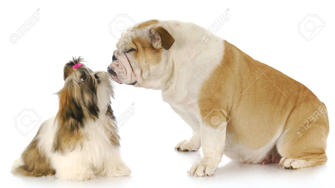 bulldog shih tzu