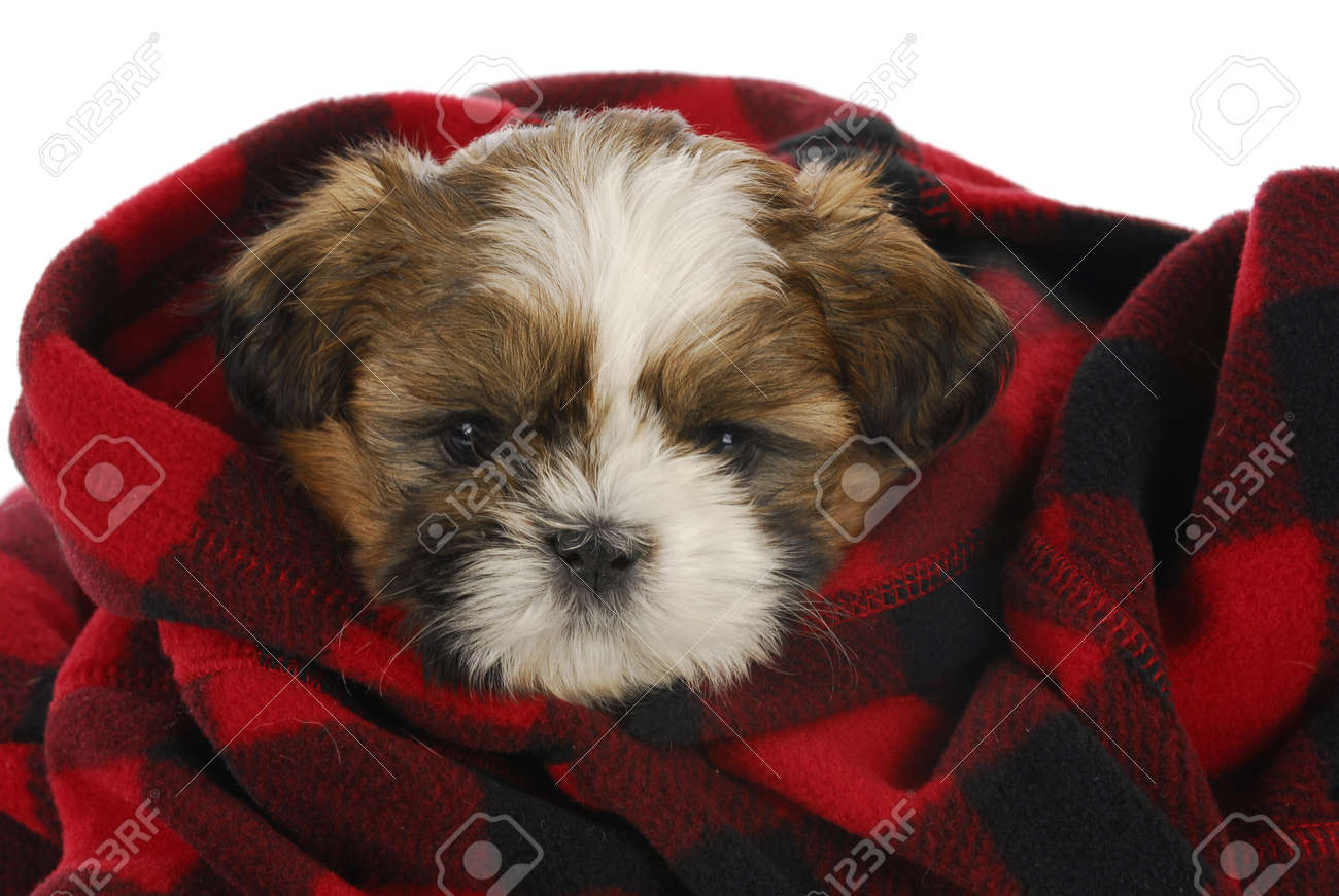 Shih Tzu Puppy Peeking Out Of Red And Black Plaid Blanket On