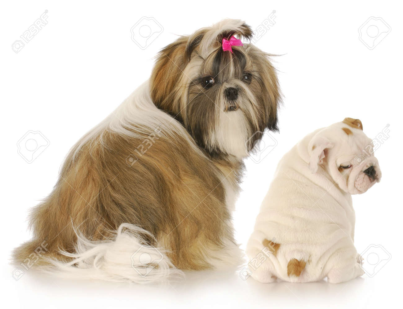 bulldog shih tzu