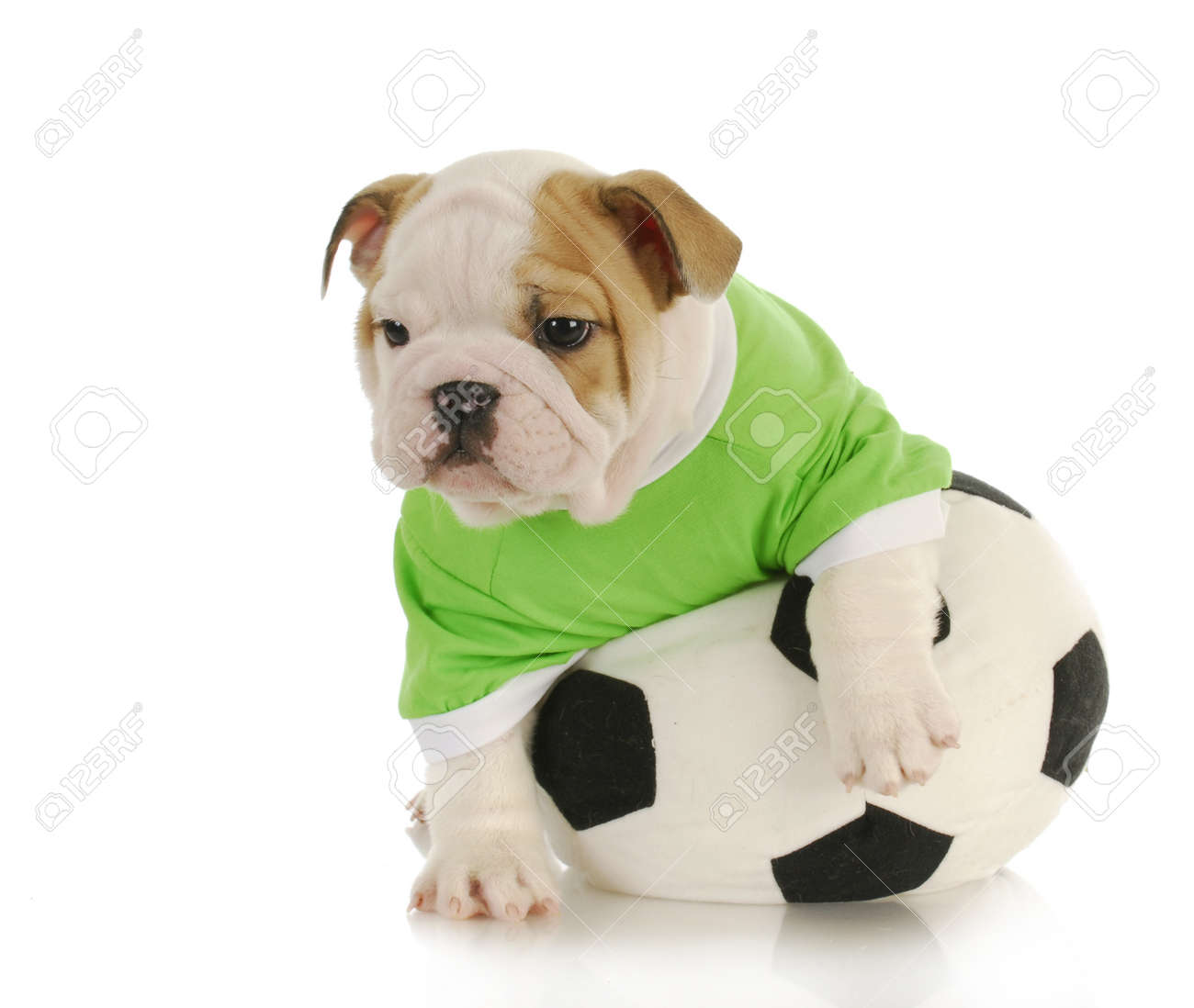 English Bulldog Puppy Playing With Stuffed Soccer Ball On White - English Bulldog Puppy Playing With Stuffed Soccer Ball On White Backgroundstock Photo english bulldog puppy playing with stuffed soccer ball on white - english bulldog puppy playing with stuffed soccer ball on white backgroundstock photo
