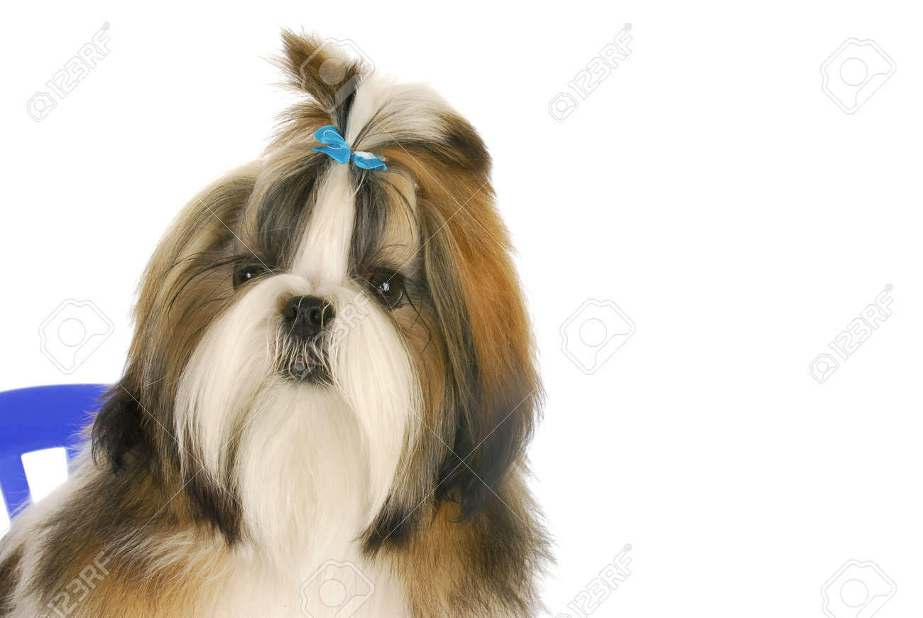 shih tzu hair bows