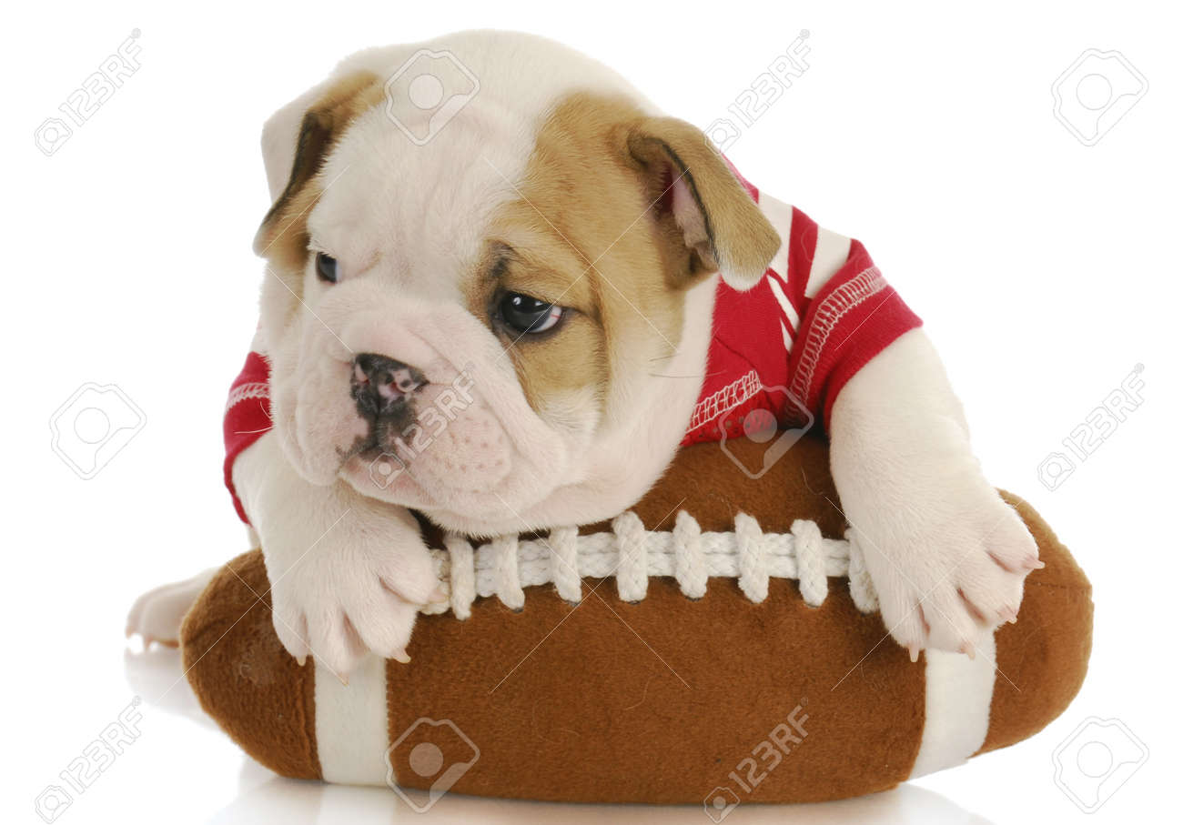 English Bulldog Puppy Wearing Football Jersey Laying On Stuffed - English Bulldog Puppy Wearing Football Jersey Laying On Stuffed Football Six Weeks Old Stock Photo english bulldog puppy wearing football jersey laying on stuffed - english bulldog puppy wearing football jersey laying on stuffed football six weeks old stock photo