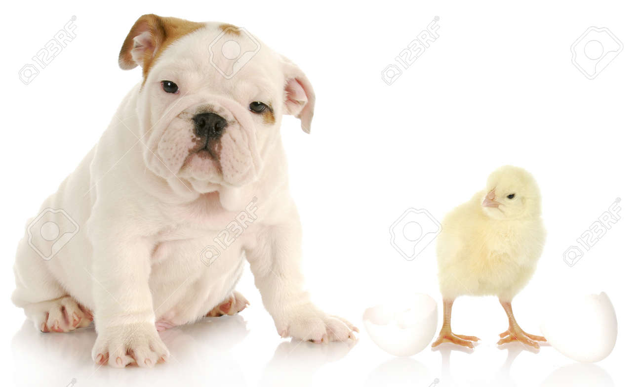 白い背景の上に赤ん坊のひよこのそばに座っている愛らしい英語ブルドッグの子犬 の写真素材 画像素材 Image
