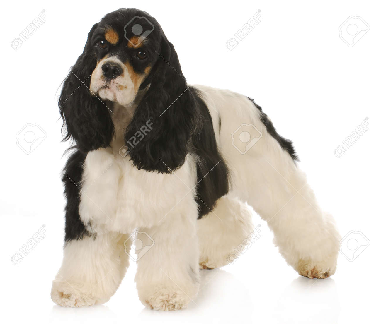 cocker spaniel tricolor