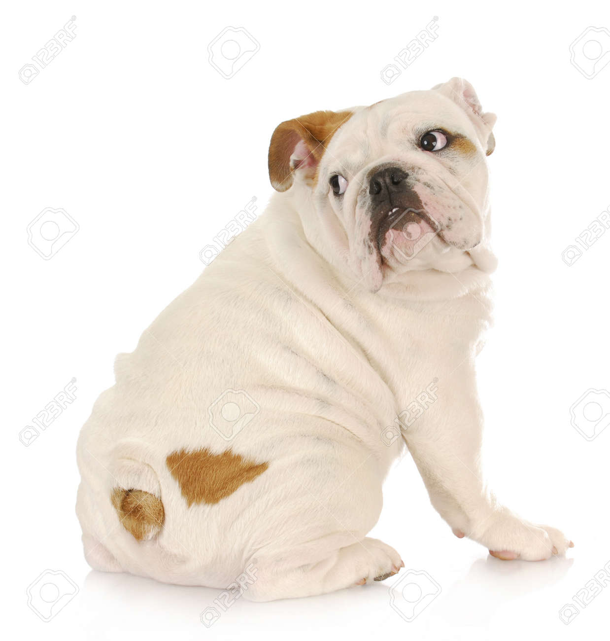 frightened puppy - english bulldog with scared expression looking over shoulder - 9571540 frightened puppy - english bulldog with scared expression looking over shoulder - 9571540