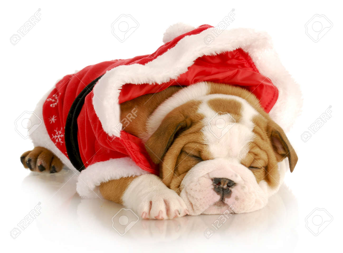 english bulldog christmas