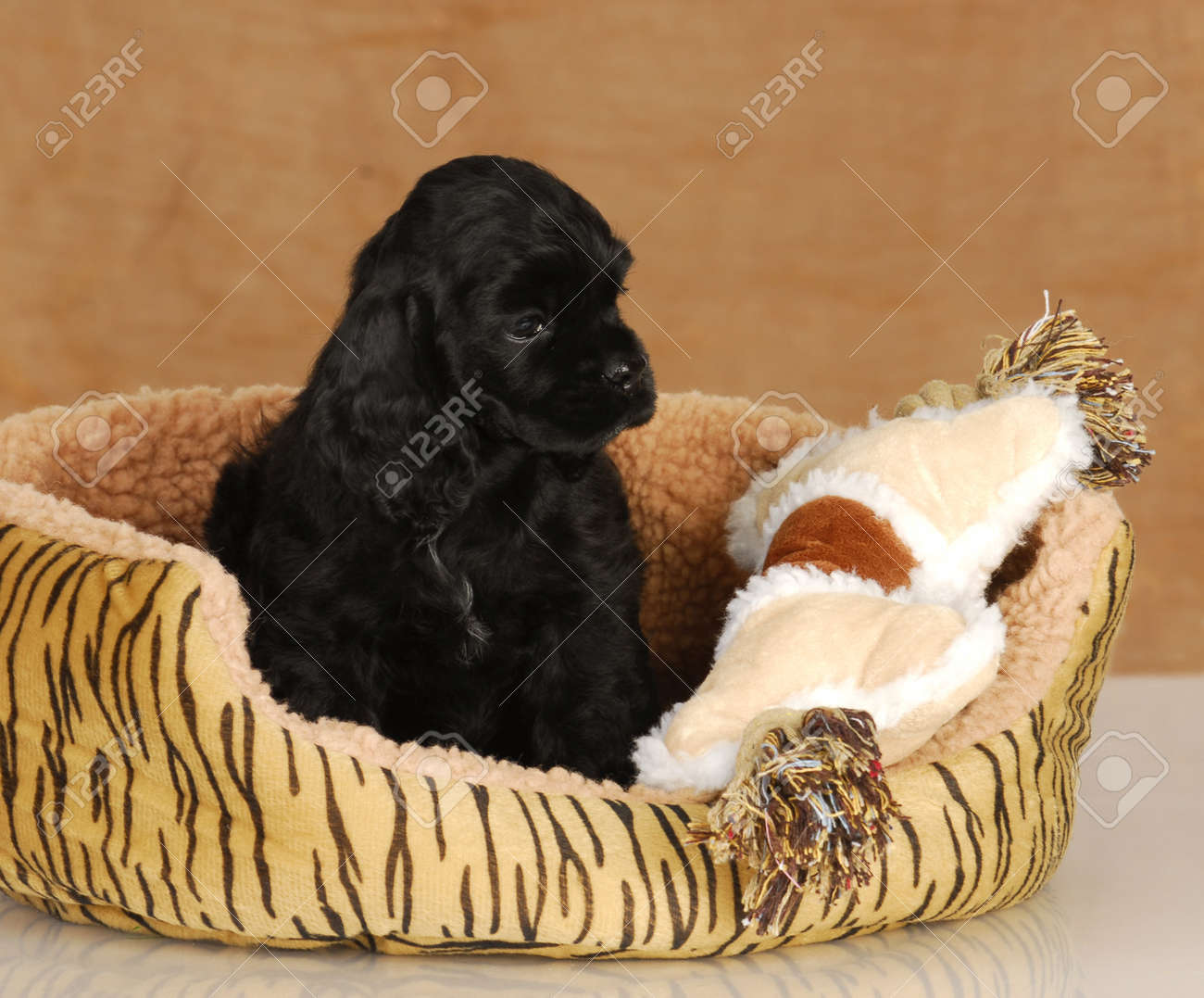 dog bed cocker spaniel