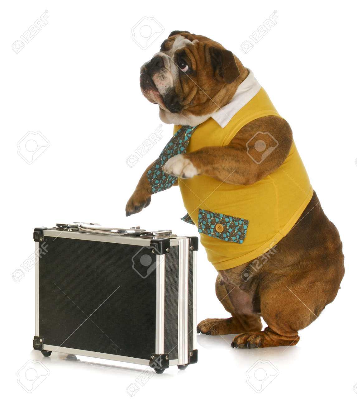 働く犬 シャツと白い背景に反射とブリーフケースの横に立っているネクタイを着て英語ブルドッグ の写真素材 画像素材 Image 働く犬 シャツと白い背景に反射とブリーフケースの横に立っているネクタイを着て英語ブルドッグ の写真素材 画像素材 Image