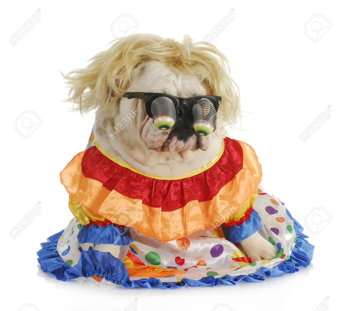 愚かな犬 愚かなメガネとピエロの衣装を着て英語ブルドッグ の写真素材 画像素材 Image 愚かな犬 愚かなメガネとピエロの衣装を着て英語ブルドッグ の写真素材 画像素材 Image
