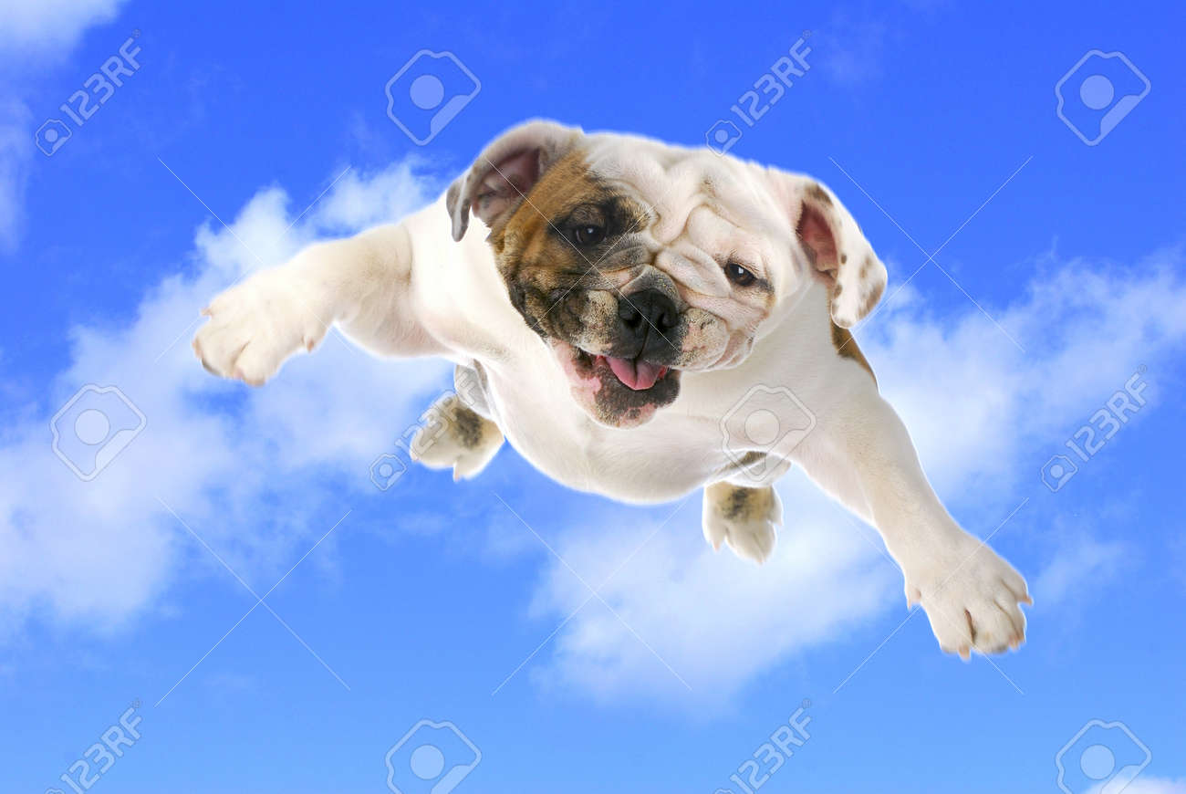 11934001-dog-flying-english-bulldog-flying-in-the-cloudy-blue-sky.jpg