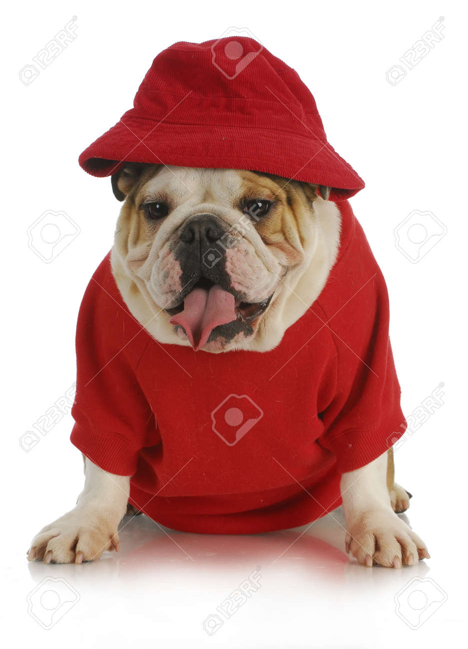 red shirt for dog